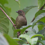 Bulbul verdâtre