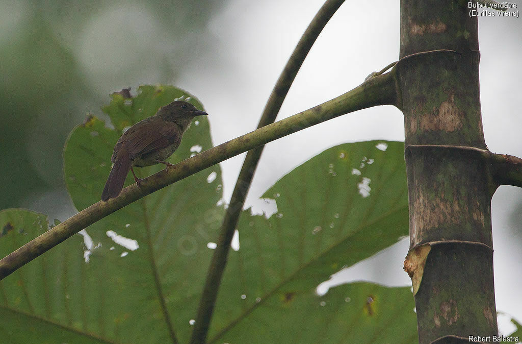 Little Greenbul