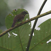 Bulbul verdâtre