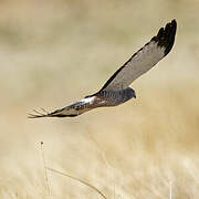 Cinereous Harrier