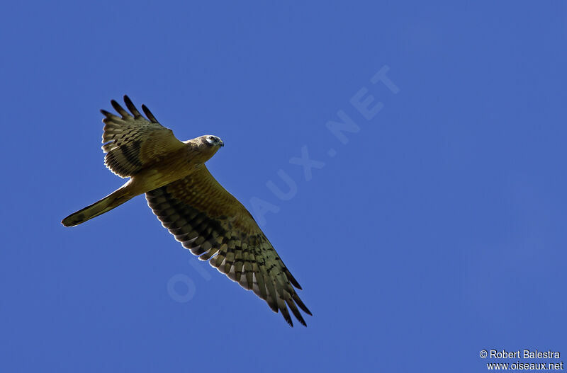 Montagu's Harrier female