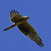 Montagu's Harrier