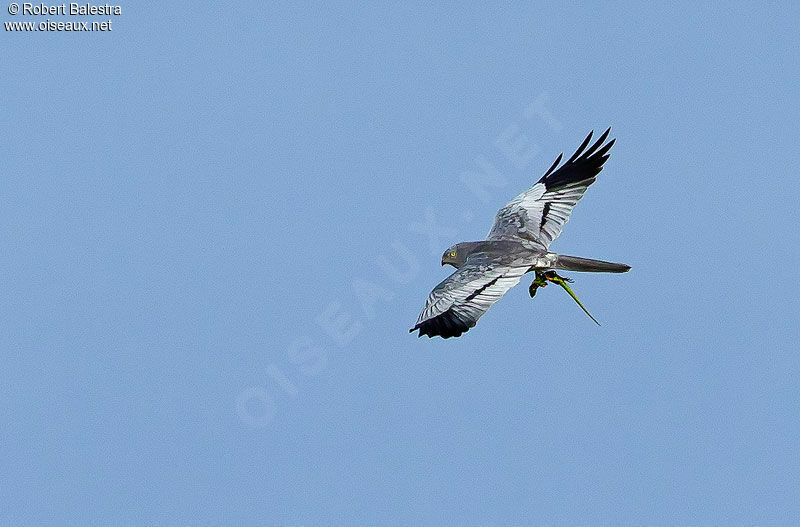 Montagu's Harrier male adult