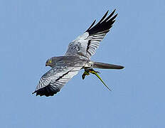 Montagu's Harrier