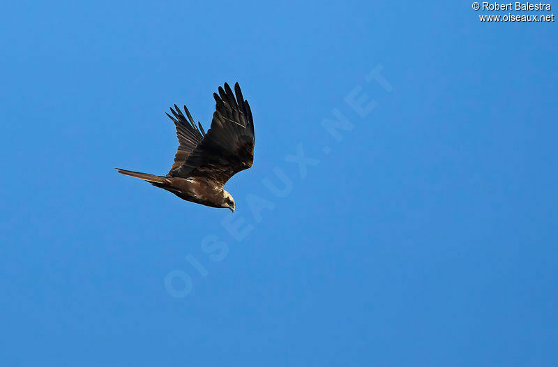 Western Marsh Harrier male adult