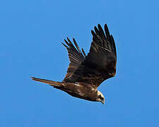 Western Marsh Harrier