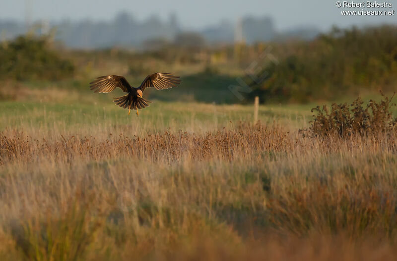 Western Marsh Harrier