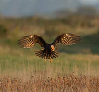 Western Marsh Harrier