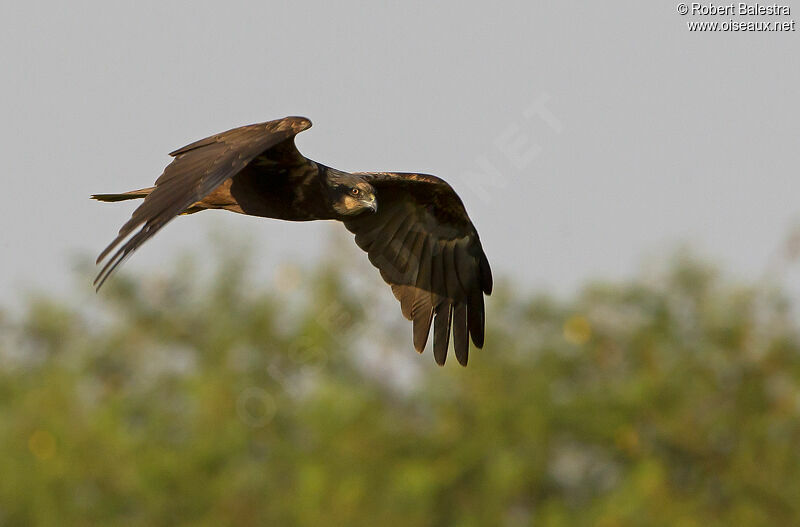 Western Marsh Harrier