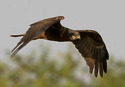 Western Marsh Harrier