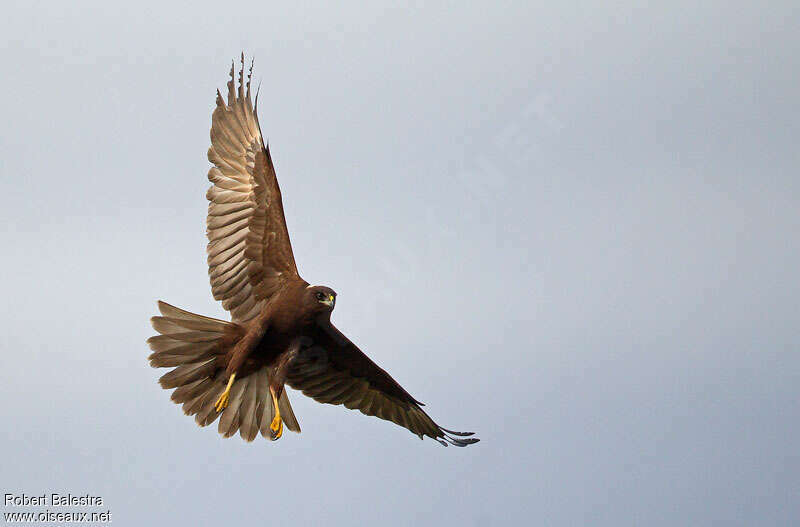 Western Marsh Harrier female, pigmentation