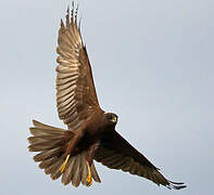 Western Marsh Harrier