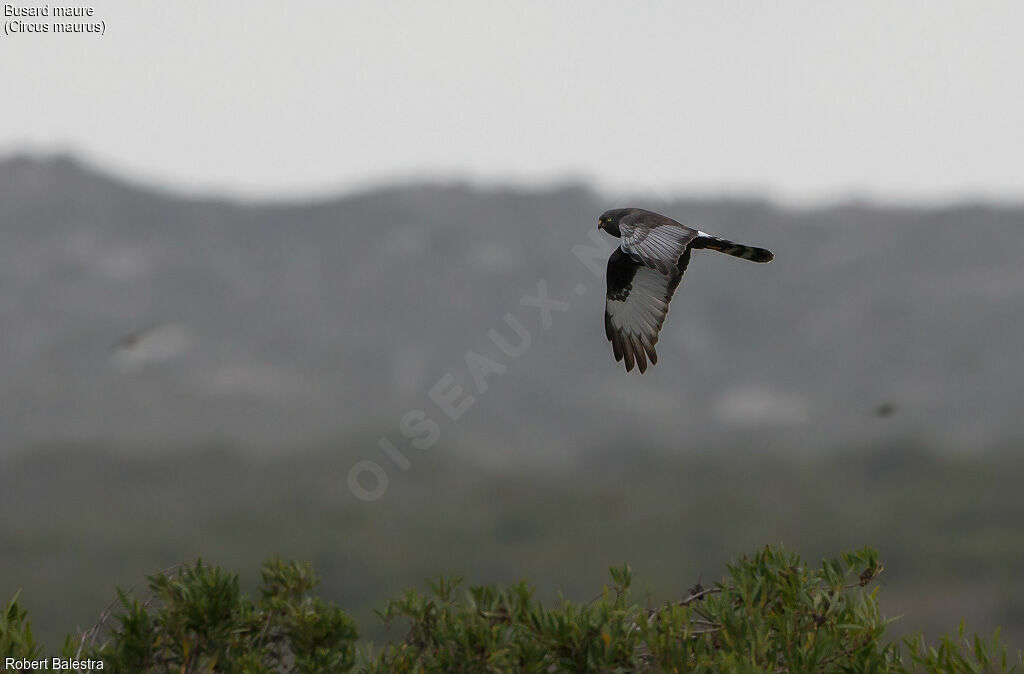 Black Harrier