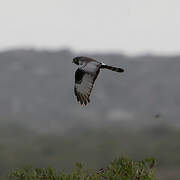 Black Harrier