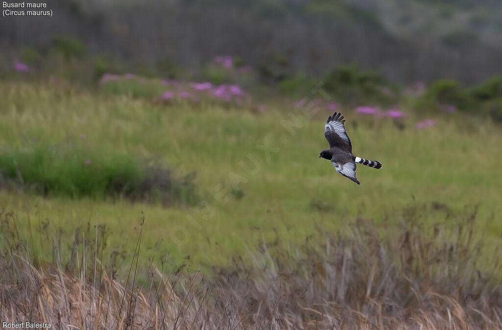 Black Harrier