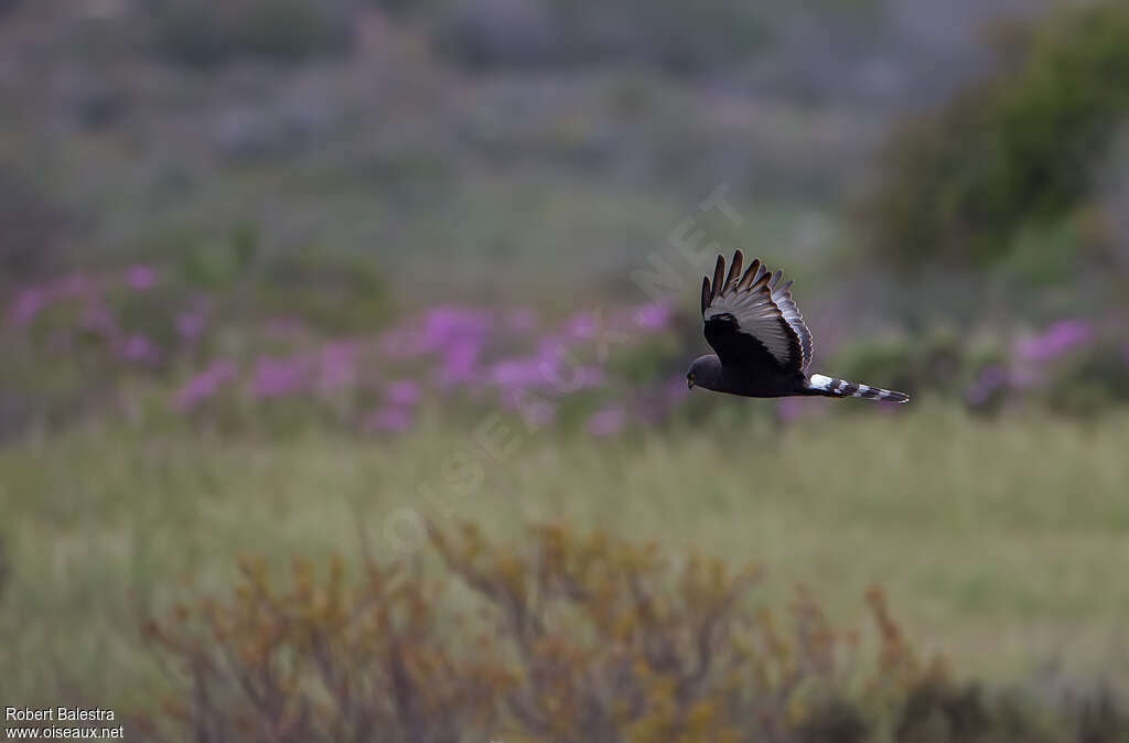 Black Harrier, identification