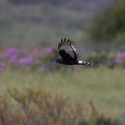 Black Harrier