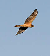 Pallid Harrier