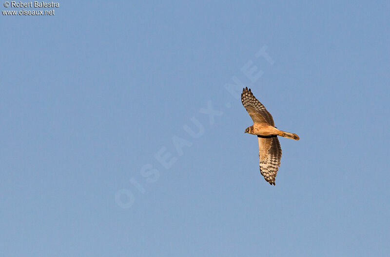 Pallid Harrier