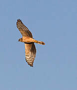 Pallid Harrier