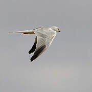 Pallid Harrier