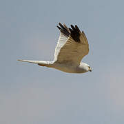 Pallid Harrier