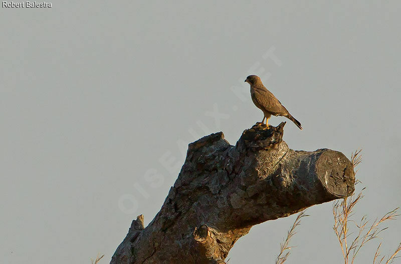 Grasshopper Buzzard