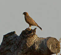 Grasshopper Buzzard