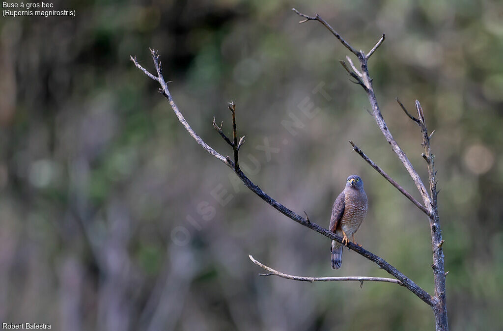 Roadside Hawk