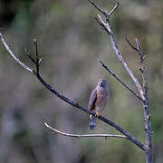 Roadside Hawk