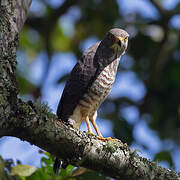 Roadside Hawk