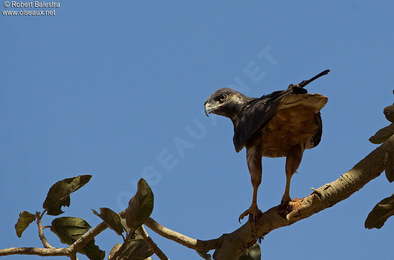 Augur Buzzard