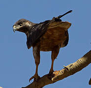 Augur Buzzard