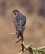 Augur Buzzard