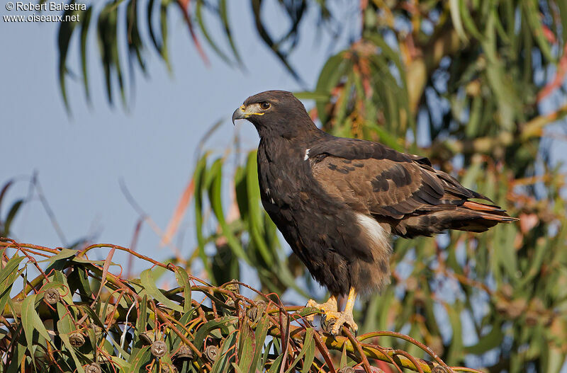 Augur Buzzard