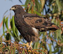 Augur Buzzard