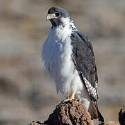 Augur Buzzard