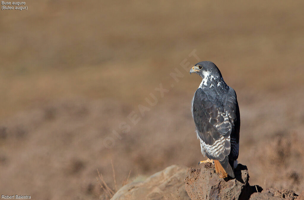 Augur Buzzard