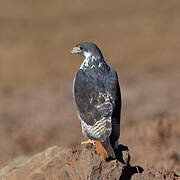 Augur Buzzard