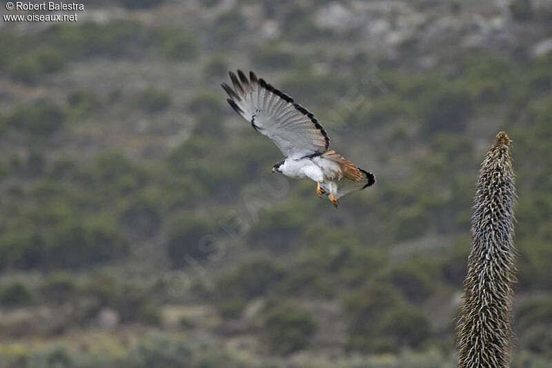 Augur Buzzard