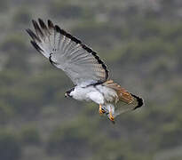 Augur Buzzard