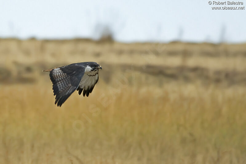 Augur Buzzard