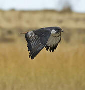 Augur Buzzard