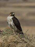 Augur Buzzard