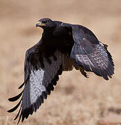 Augur Buzzard