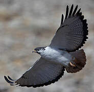 Augur Buzzard