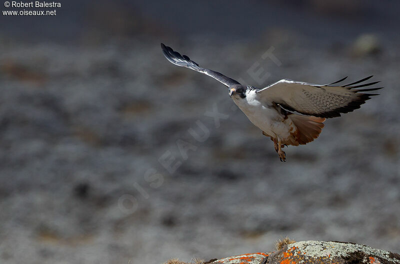 Augur Buzzard