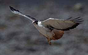 Augur Buzzard