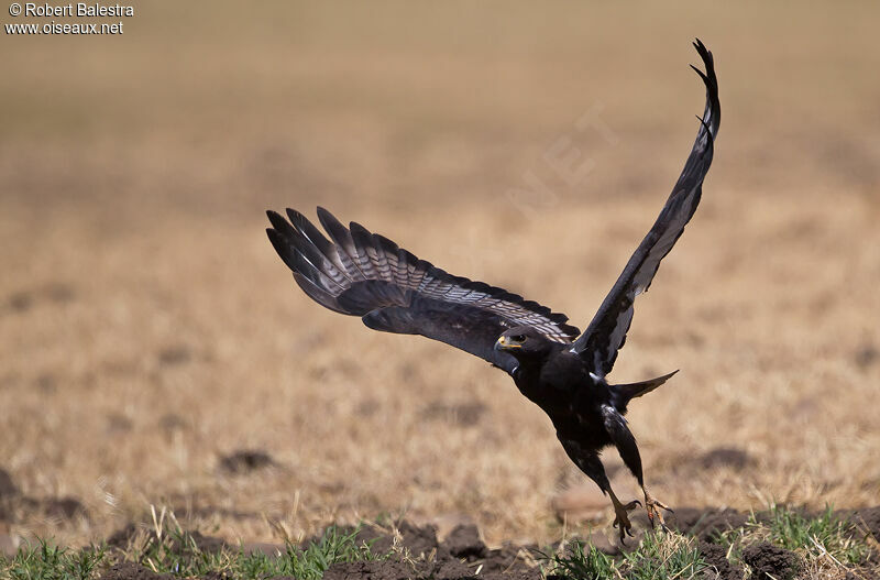 Augur Buzzard