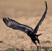 Augur Buzzard